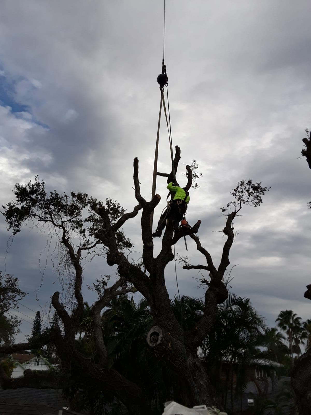 Canoa Tree Service tree work in progress